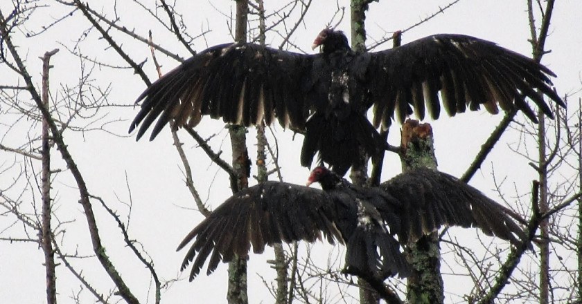 Le sentier ornithologique « Le bec errant »