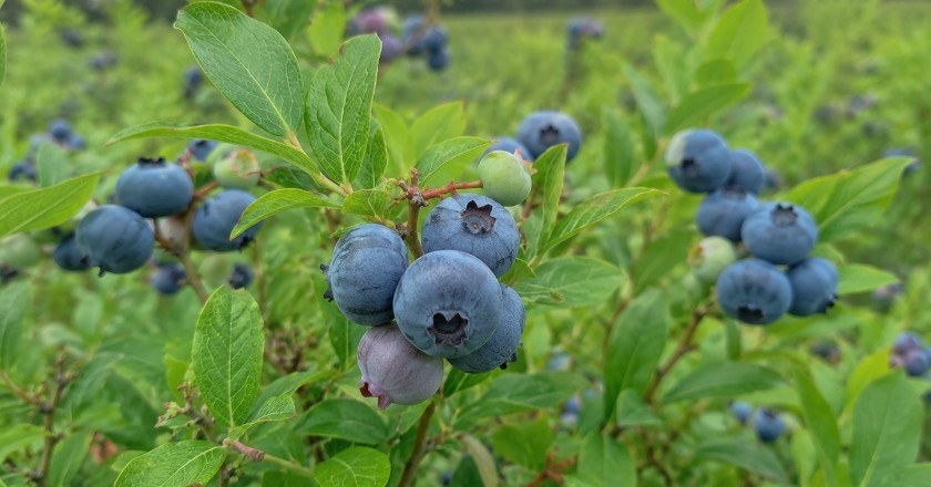 Bleuetière Coopérative
